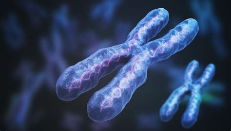 Are Male Y Chromosomes Shorter Than X Chromosomes Sciencing