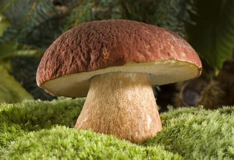 Губчатые грибы: фото и описание, съедобные и ядовитые виды