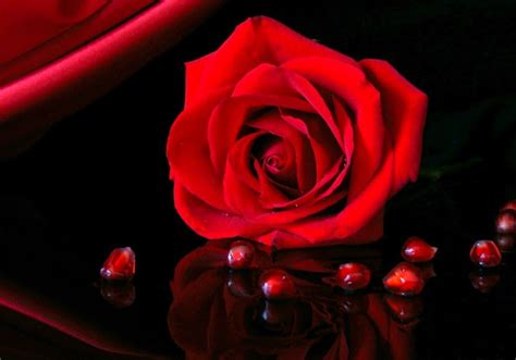 Beautiful Love Of Red Roses And Flowers Xăm Nghệ Thuật Hình Xăm đẹp