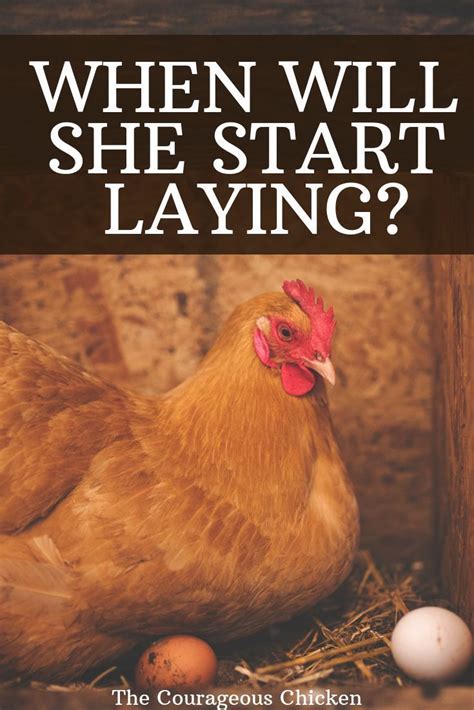 When Will My Hen Start Laying Eggs There Are Some Sure Signs That She
