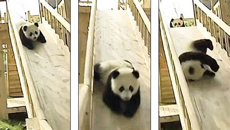Panda Cubs Playing On Slide