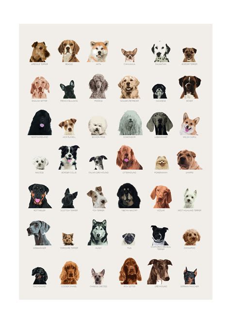 Dog Breeds Poster Fun Print Featuring 42 Breeds Of Dogs Etsy