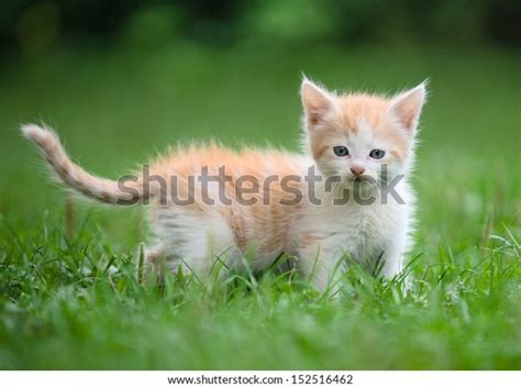 Cute Little Kitten Grass Stock Photo 152516462 Shutterstock