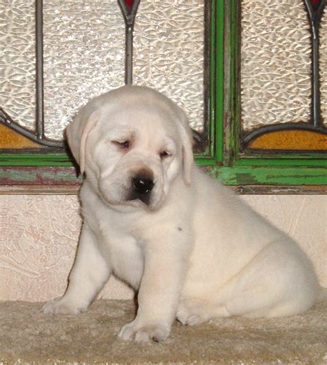 Browse thru our verified puppy for sale listings to find your perfect puppy in your area. Home of Livalittle Labradors