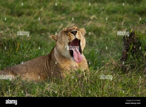 African Lioness Panthera Leo Yawning In The Masai Mara Reserve Kenya