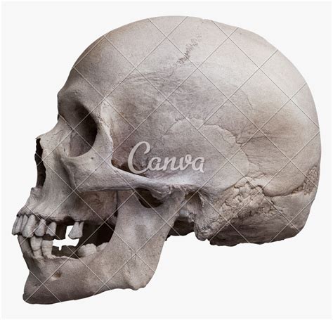 Human Skull Side View Human Skull Left Side Hd Png Download