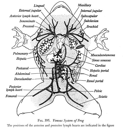 34821 3d models found related to female organ anatomy diagram. 10 Best Images of Label Ear Diagram Worksheet - Blank Rock ...
