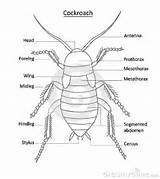 Photos of Cockroach Anatomy