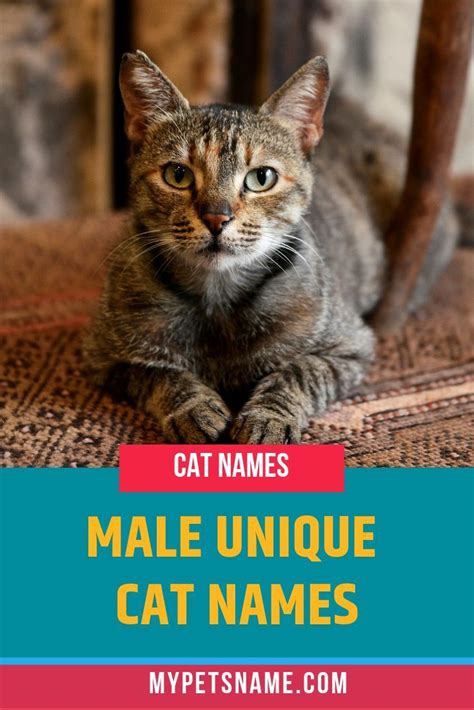 Unique And Creative Male Cat Names