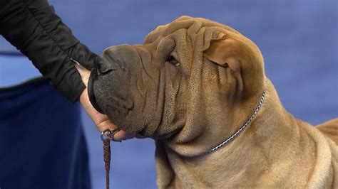 Chinese Shar Pei Breed Profileinformation Facts Images