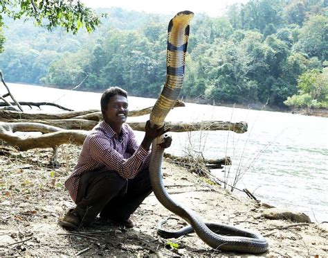 A Monster King Cobra The Longest Venomous Snake In The World R