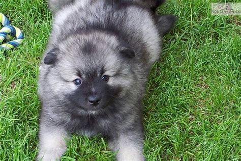 Keeshond Puppy For Sale Near Athens Georgia B7a0227c 8d41