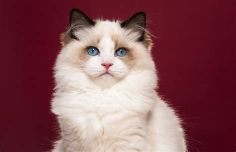 Ragamuffin Vs Ragdoll Differences And Similarities