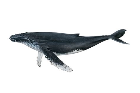 Humpback Whale Png Isolated File Png Mart