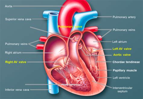 Ch 13 Cardiac Structure And Electrical Activity Flashcards Quizlet