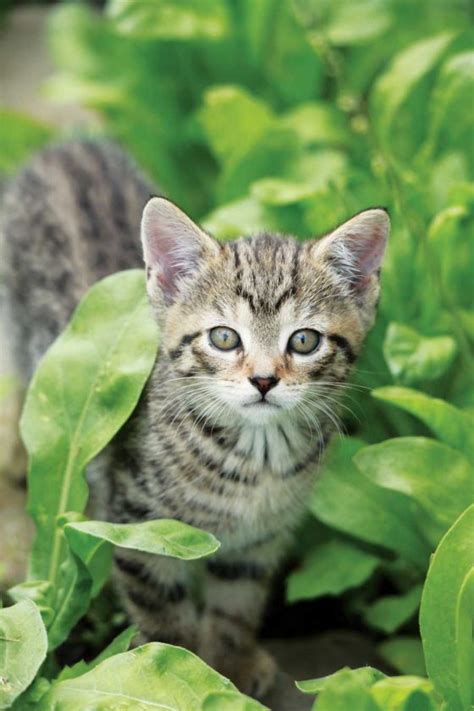 Barn Cats Are Proven Assets On The Farm Grit