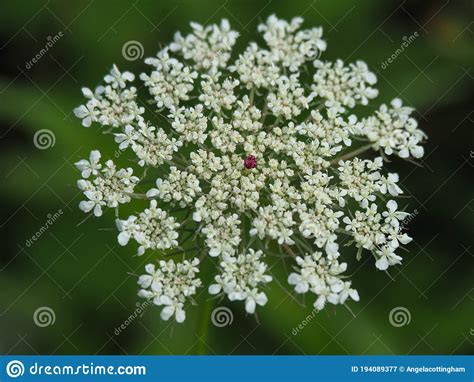 Wild Carrot Flower Daucus Carota In A Meadow Stock Image Image Of Floral Carota