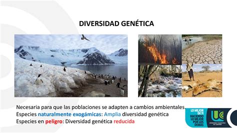 Solution Biv Diversidad Gen Tica Studypool