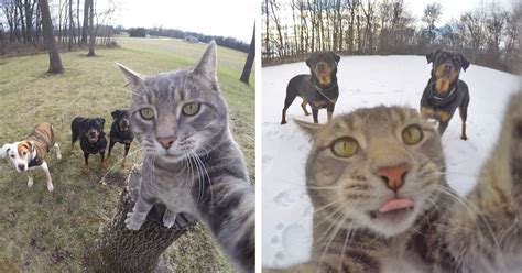 This Selfie Taking Cat Takes Better Selfies Than You Bored Panda