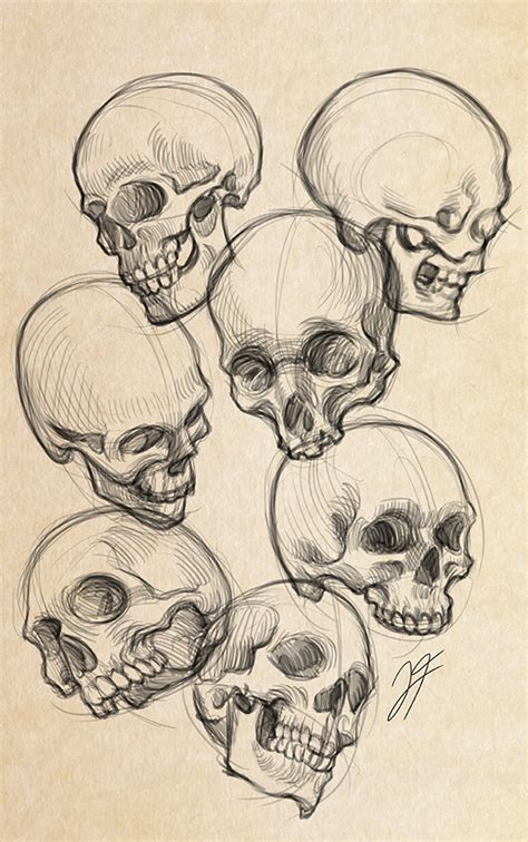 Skull Sketches By Joifish On Newgrounds