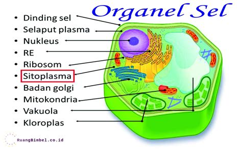 Understanding The Parts Of A Cell Bagian Bagian Sel Delidiamaria