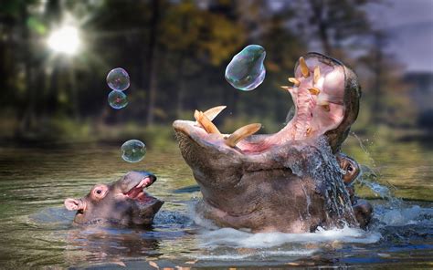 Animal Hippo Hd Wallpaper