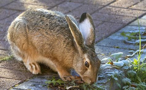 Rabbit Bunny Hare Free Photo On Pixabay Pixabay