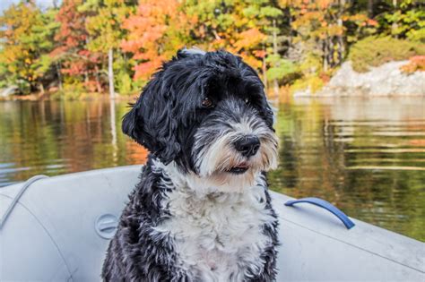 Water Dog Breeds Best Swimming Dogs All Things Dogs