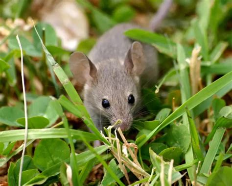 House Mouse Facts Diet Habitat And Pictures On Animaliabio