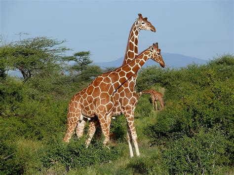 Il 21 Giugno è La Prima Giornata Mondiale Della Giraffa Lifegate