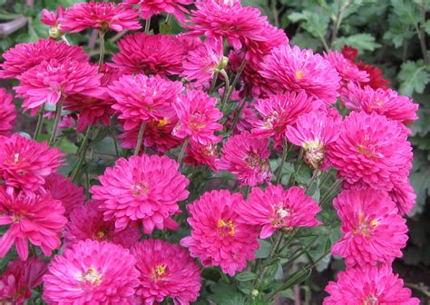 816468 Chrysanthemums Pink Color Rare Gallery Hd Wallpapers