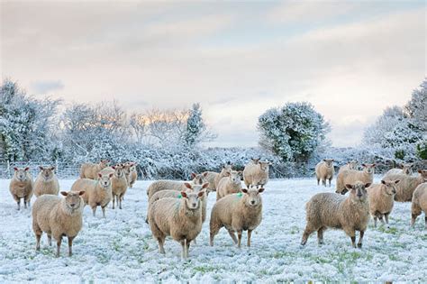 Best Sheep Snow Stock Photos Pictures And Royalty Free Images Istock