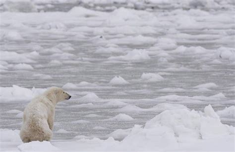 This Shocking Photo Of A Dead Polar Bear Is Raising Questions About