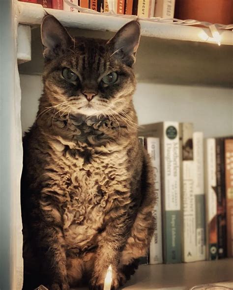 This Cat Who Looks Very Grumpy All The Time Actually Has
