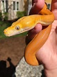 13 Cool Reticulated Python Morphs With Pictures