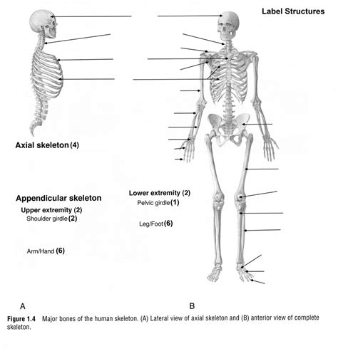 Major Bones Of Skeleton Diagram Diagram Quizlet
