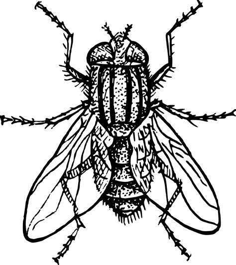Housefly Drawing Free Image Download