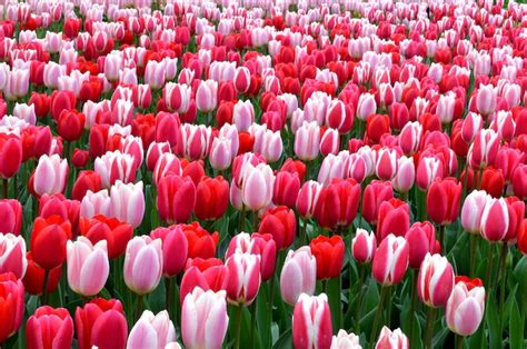 How To Plant Dutch Tulips And Create A Beautiful Flower Bed In Your Garden