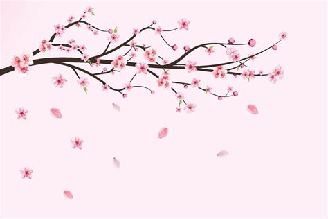 Japanese Cherry Blossom Vector Cherry Blossom Leaves Falling