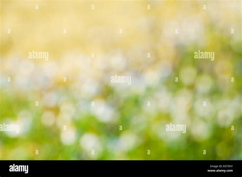 Abstract Blurred Summer Meadow Background Stock Photo Alamy
