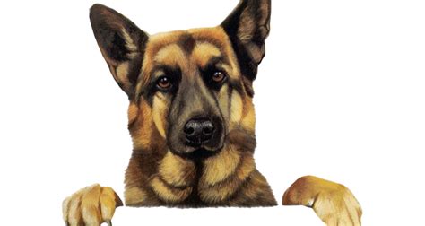 German Shepherd Dog Png Image Hd Png All Png All