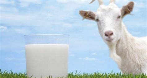 Top 7 Benefits Of Goats Milk Read Health Related Blogs Articles