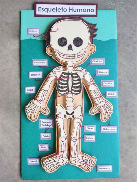 Maqueta Del Esqueleto Humano Y Sus Partes Esqueleto Humano Esqueleto