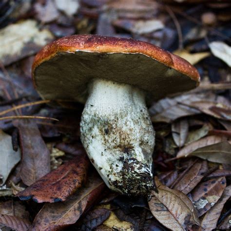 Manzanita Bolete Common Fungi Of Redwood Regional Park · Inaturalist