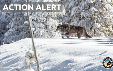 Protect Wolves In Wisconsin Heartland Rewilding