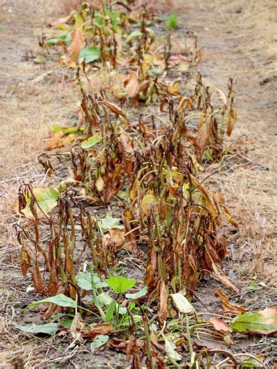Accidental Herbicide Injury Fixing Herbicide Spray Drift On Plants