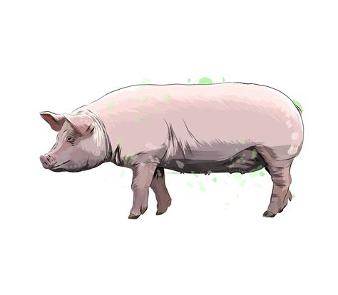 Pig From A Splash Of Watercolor Colored Drawing Realistic Vector