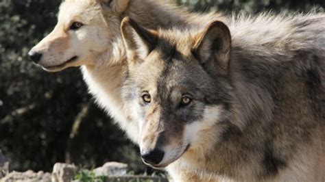 What Colors Can Wolves Be 7 Common And Rare Wolf Colors