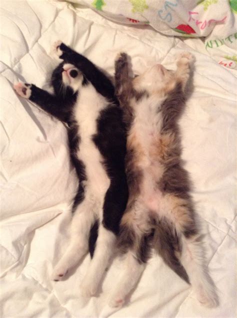 Photo Of Rescued Kittens Captures Cats In Adorable Hip Hip Hooray