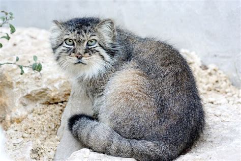 Chat De Pallas Pallas Cat Otocolobus Manul From Central Asia